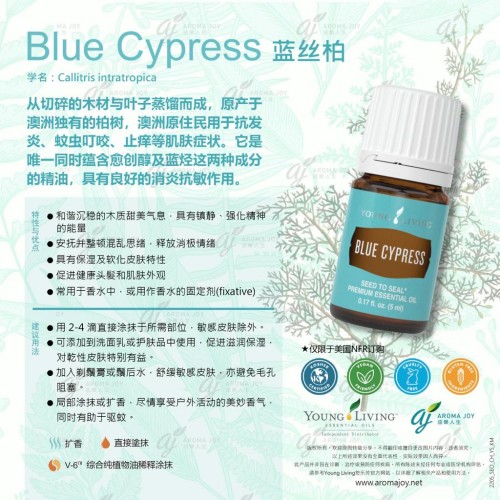 Blue Cypress 藍絲柏